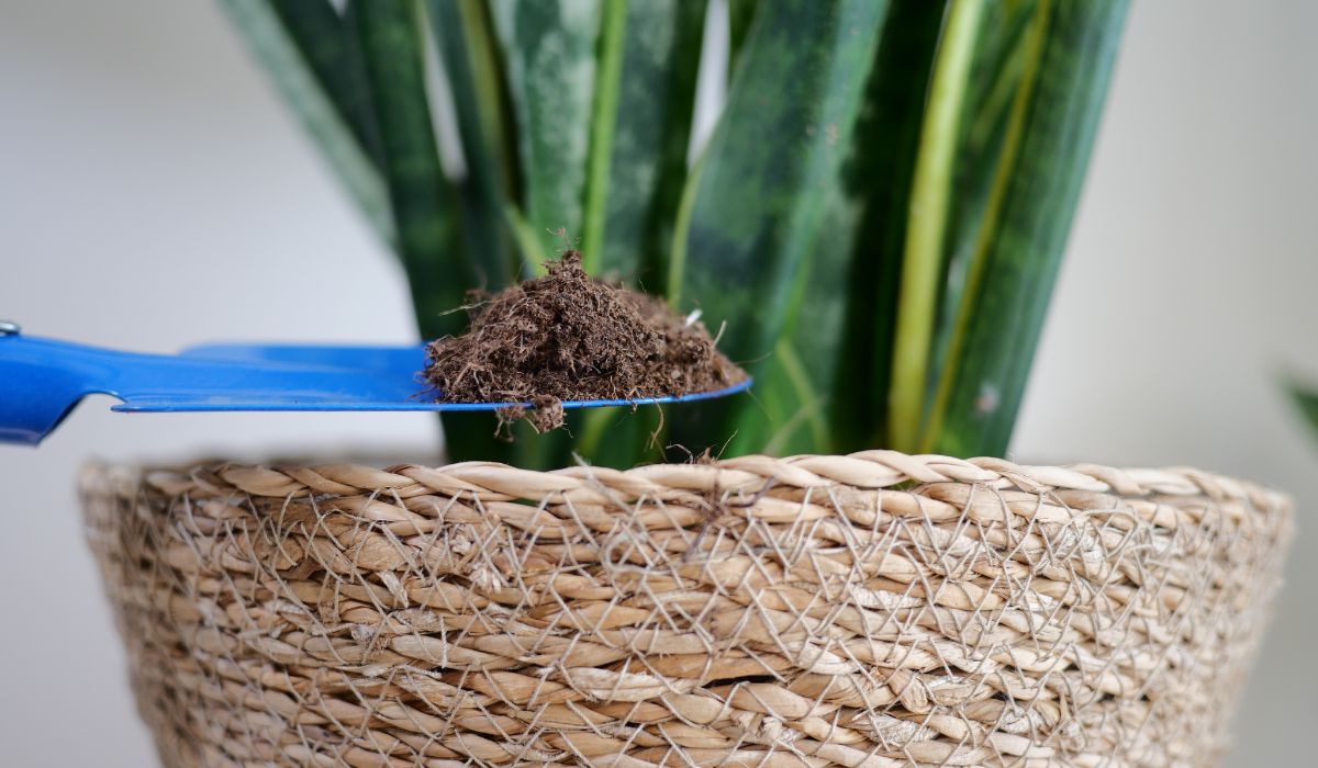 観葉植物の土を手入れする様子
