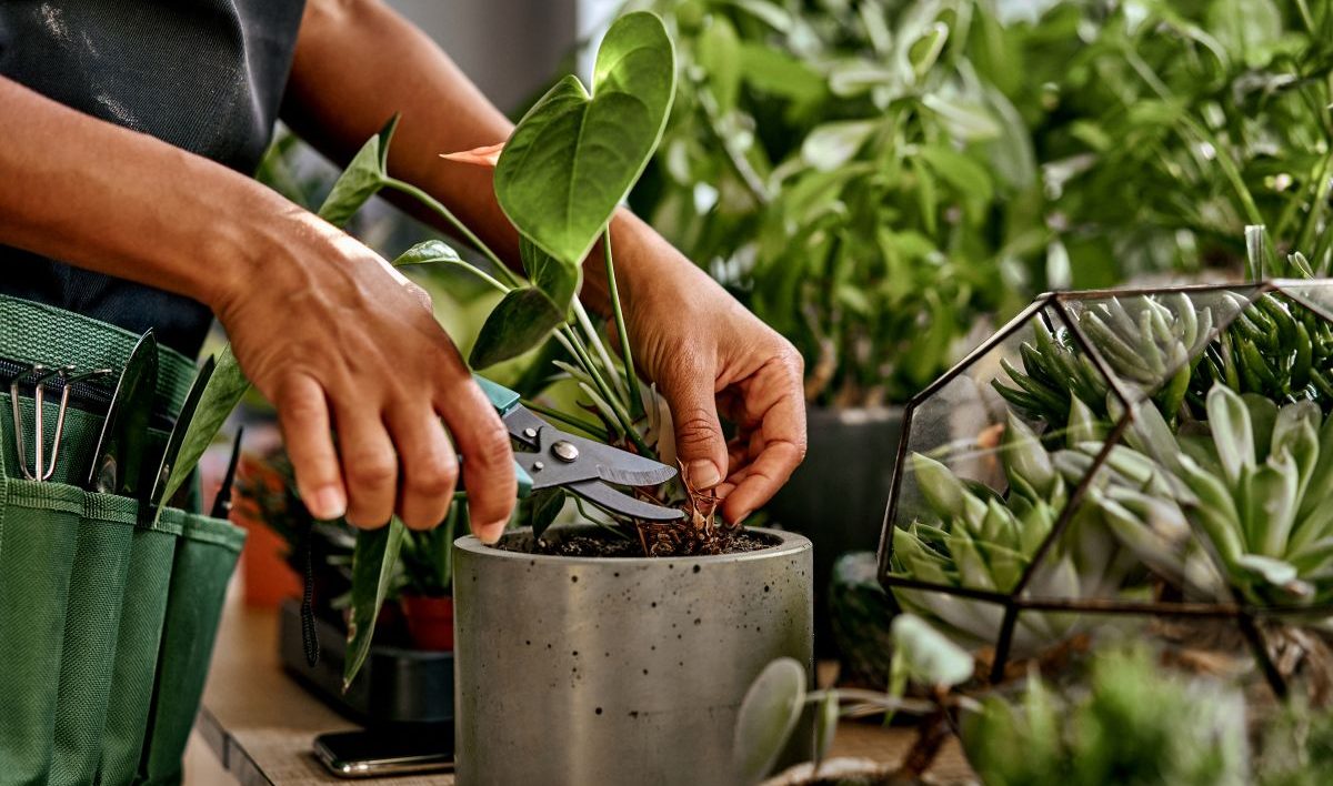 レンタル観葉植物のメンテナンス風景