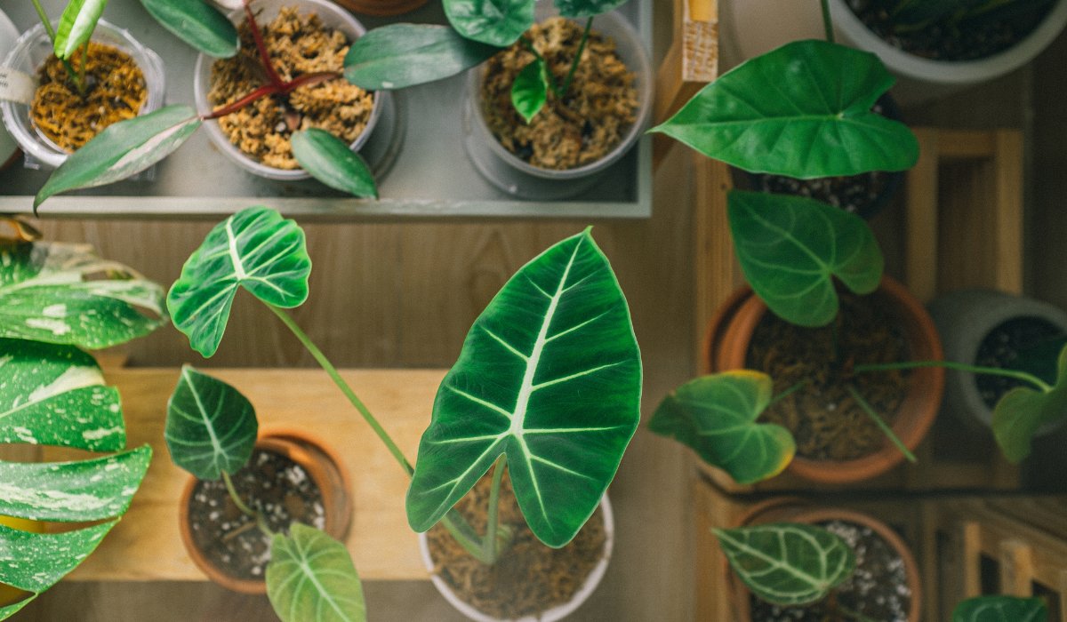 様々な種類の観葉植物