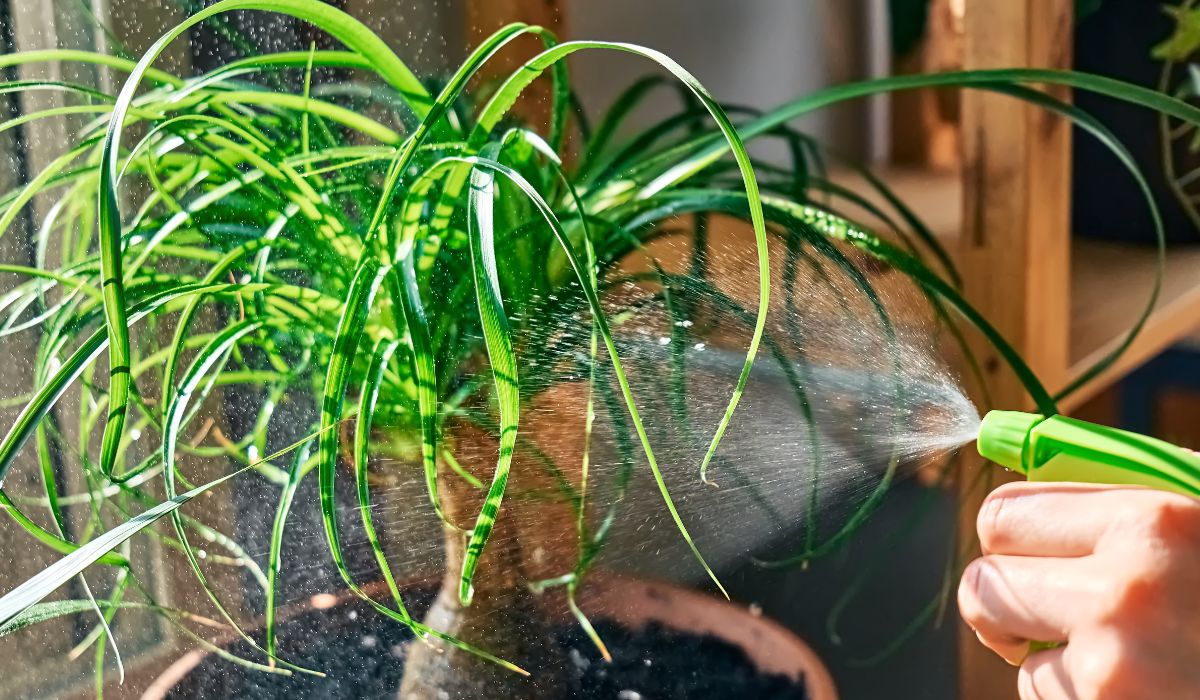 観葉植物に霧吹きで水やりをする様子