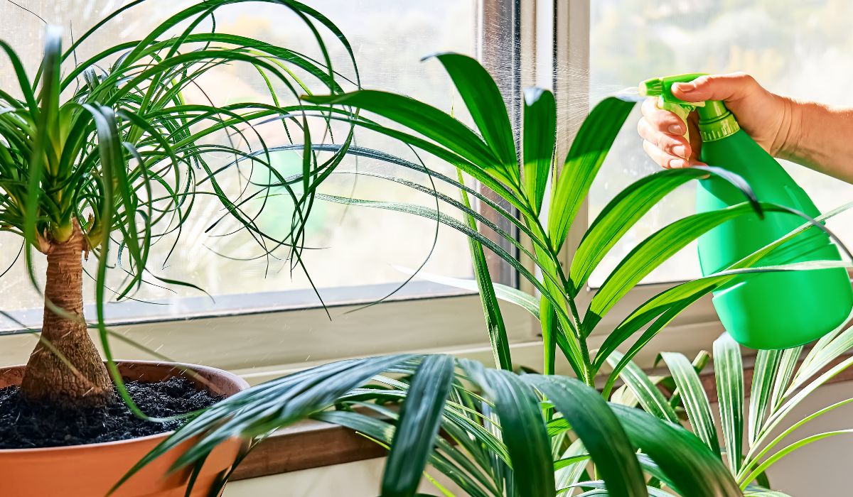 霧吹きで植物に水やりをする様子