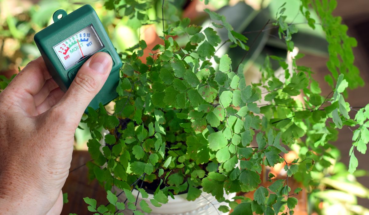 手入れ中の観葉植物