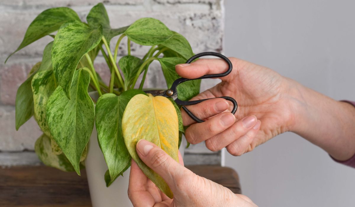 オフィス観葉植物を手入れする様子