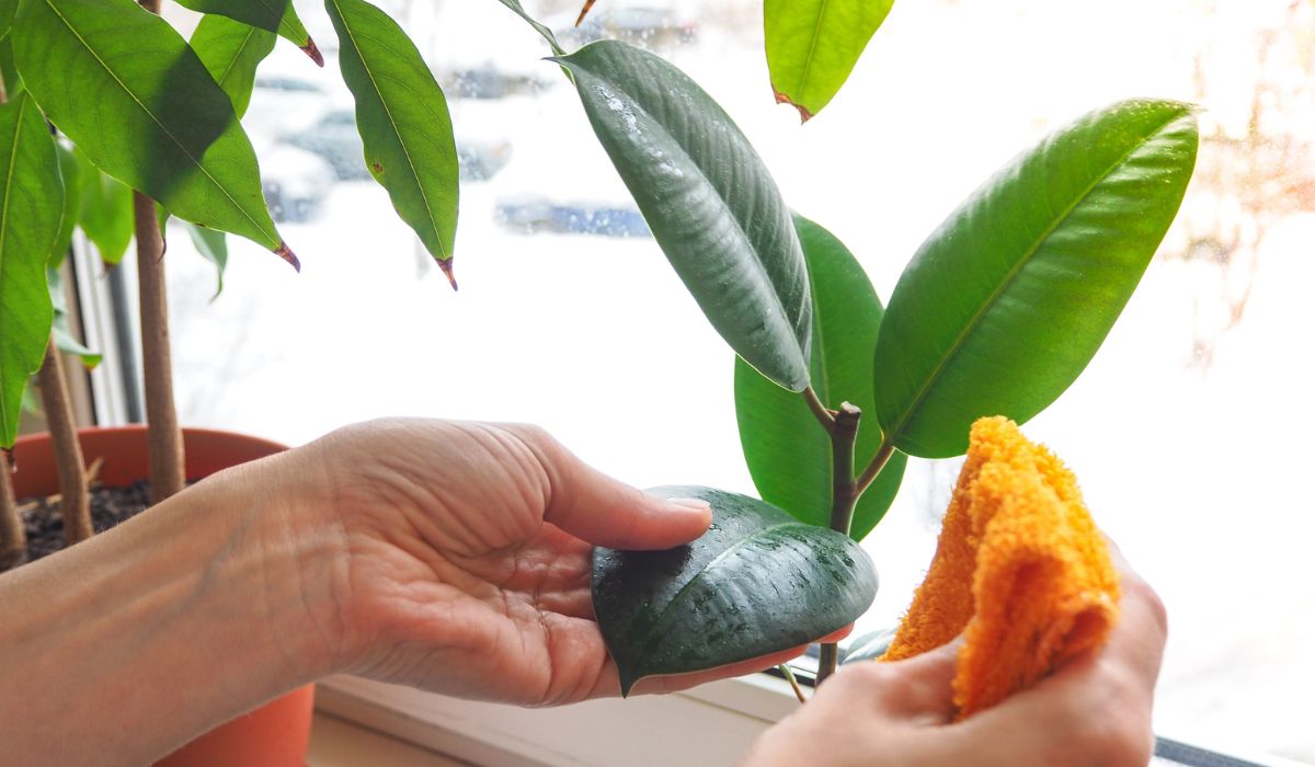 オフィス観葉植物の表面をふき取る様子