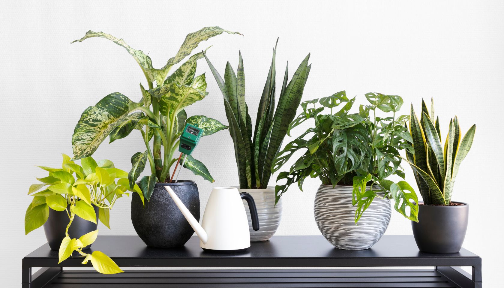 様々な種類のレンタル観葉植物