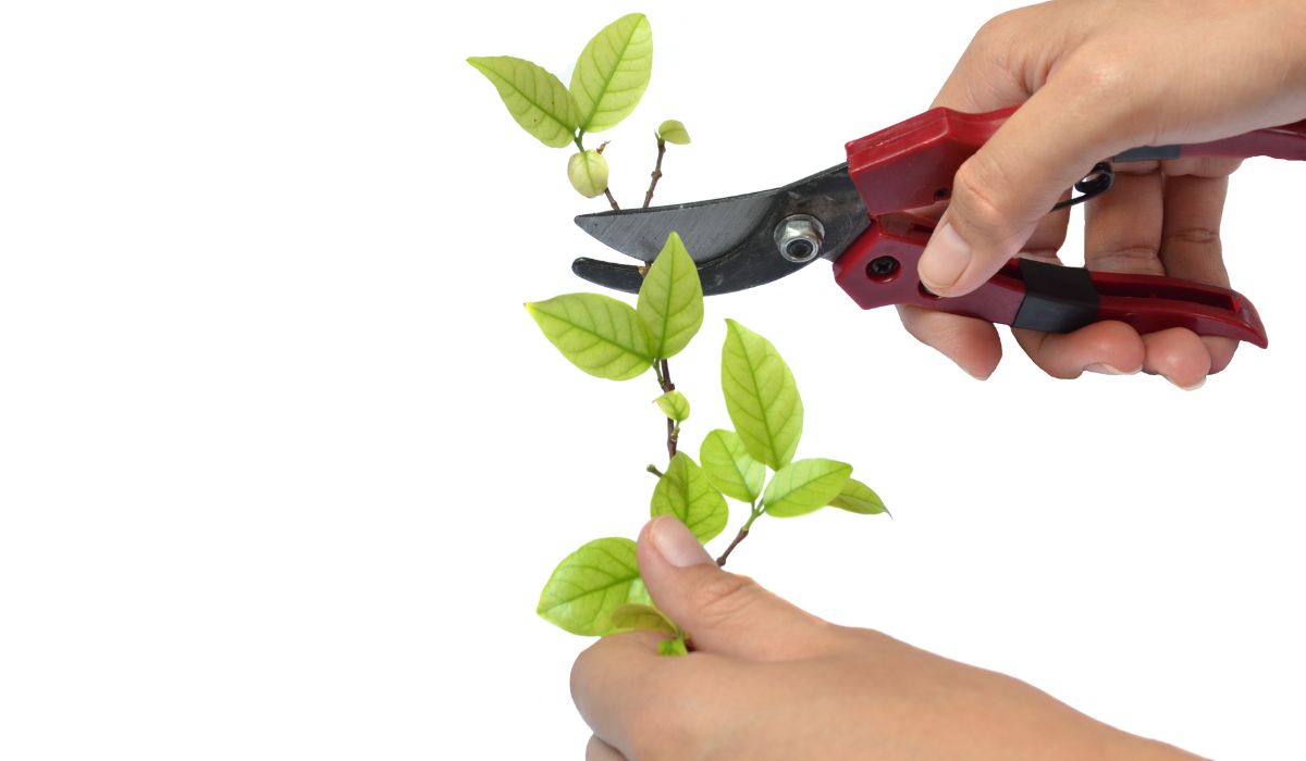 観葉植物を剪定するイメージ