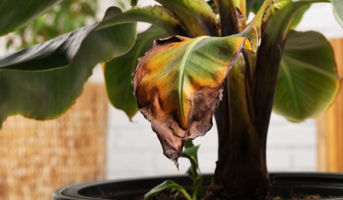 葉が傷んだ観葉植物