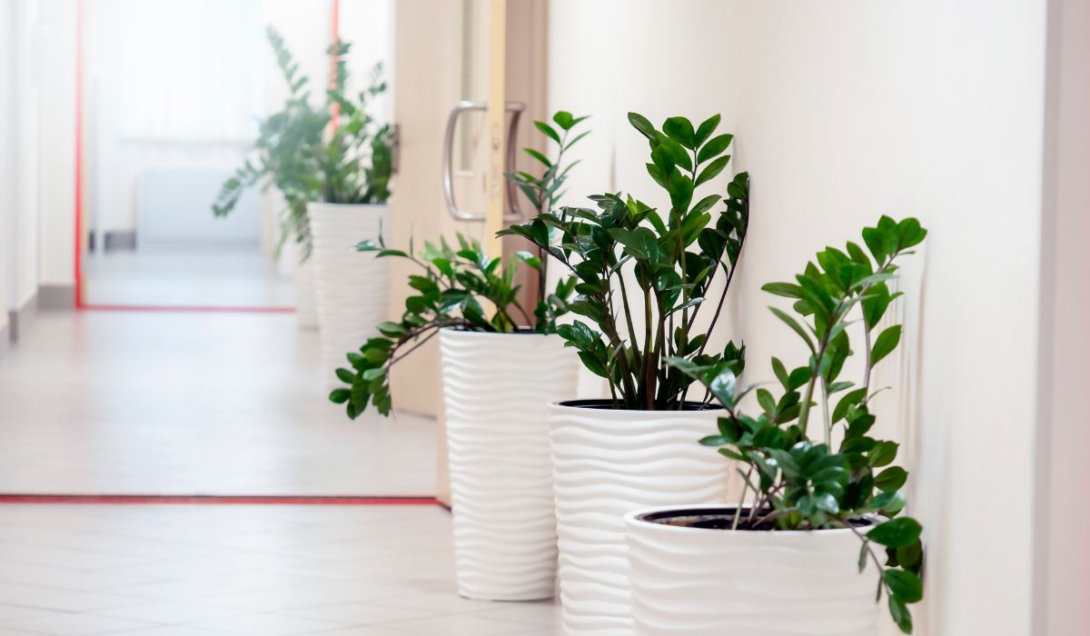 適度な間隔で配置された観葉植物