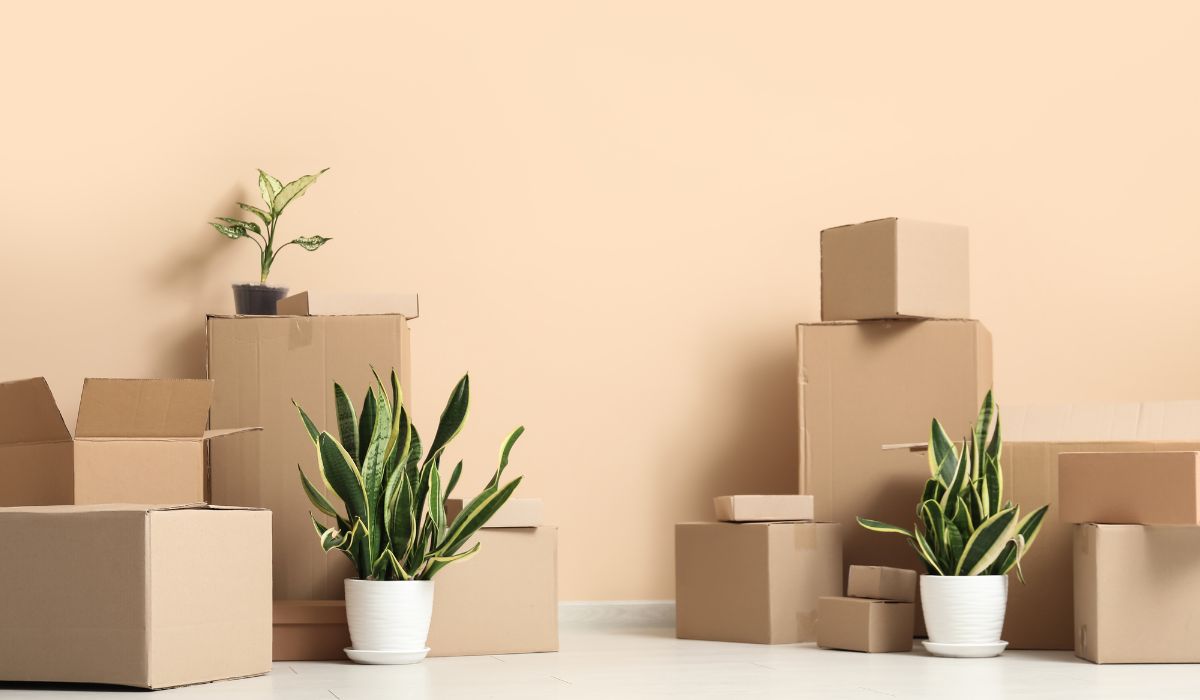 配送予定の観葉植物