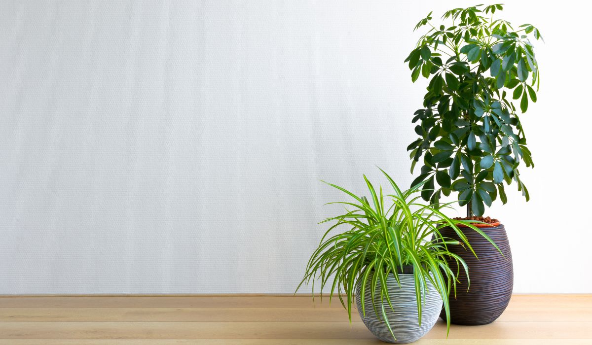 サイズの異なる観葉植物