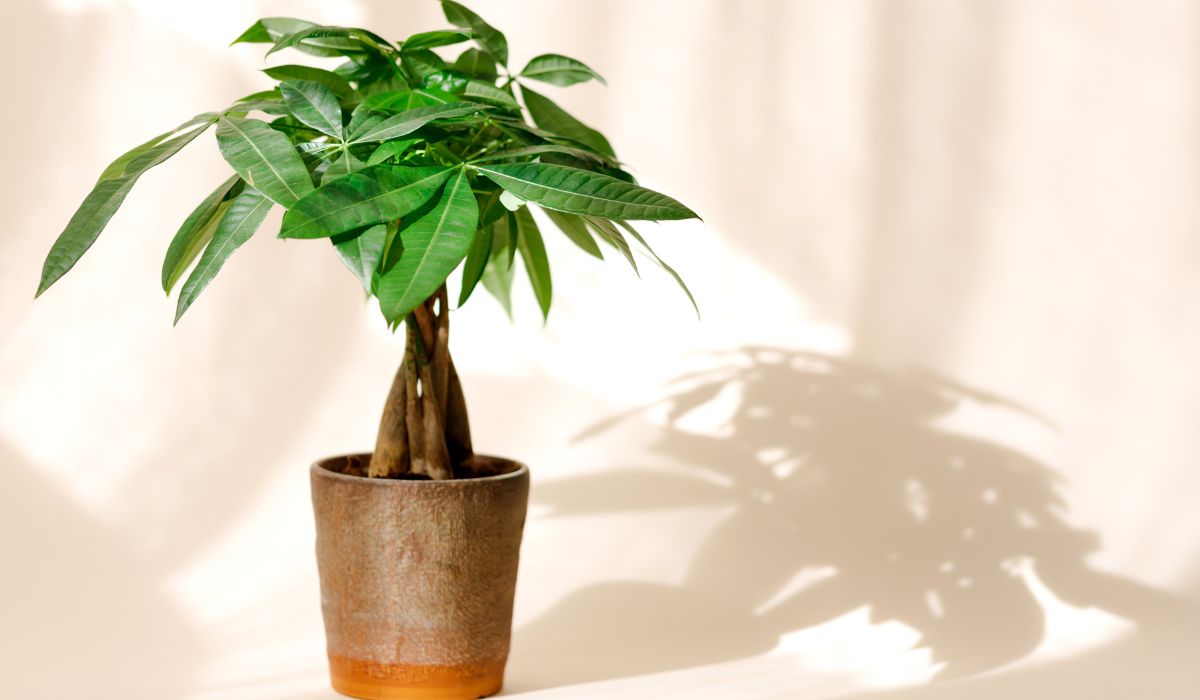 日の当たる場所に置かれた観葉植物