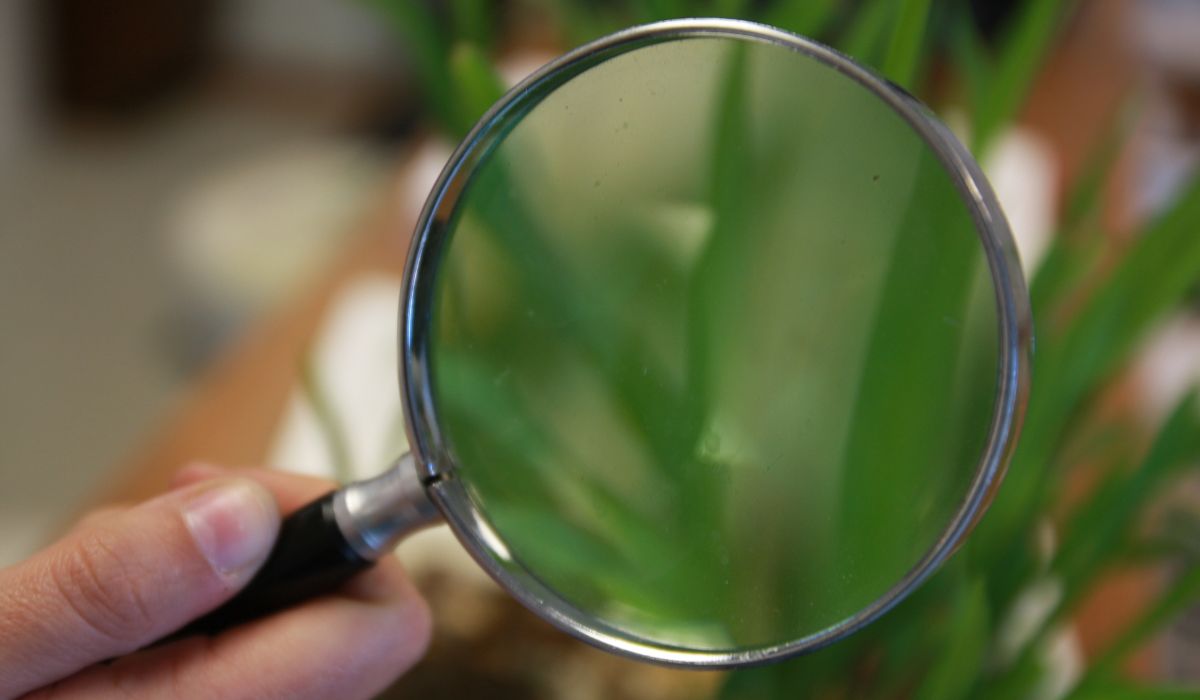 観葉植物の健康観察