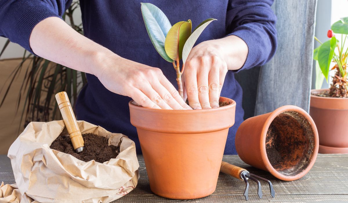 観葉植物の植え替え