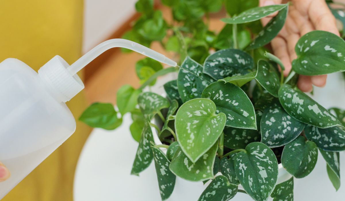 観葉植物に水やりをする様子
