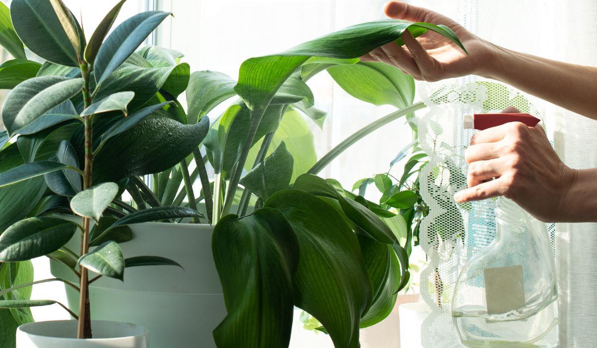 霧吹きで植物の手入れをする様子