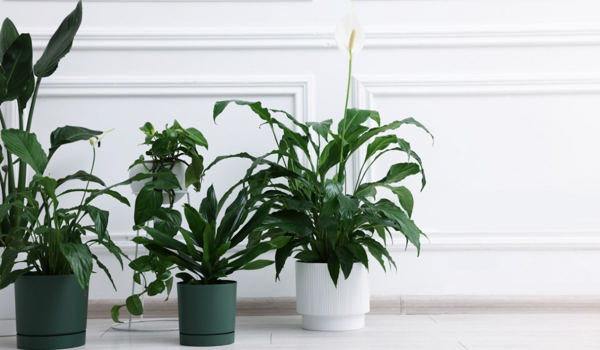 様々な大きさの観葉植物