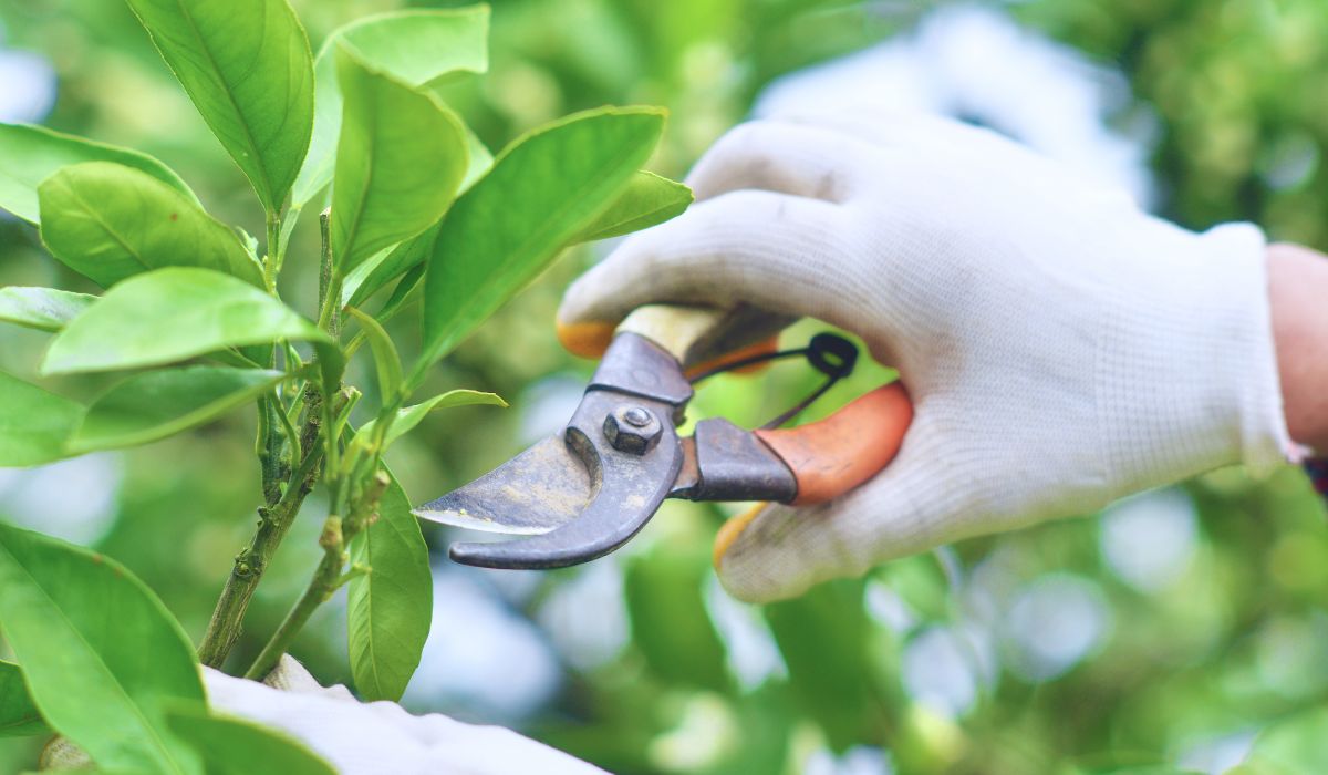 植物を剪定する様子