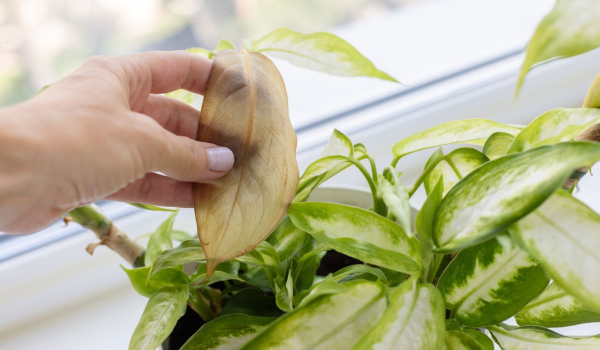 葉が枯れた観葉植物